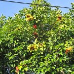 rambutan