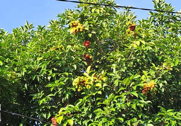 rambutan