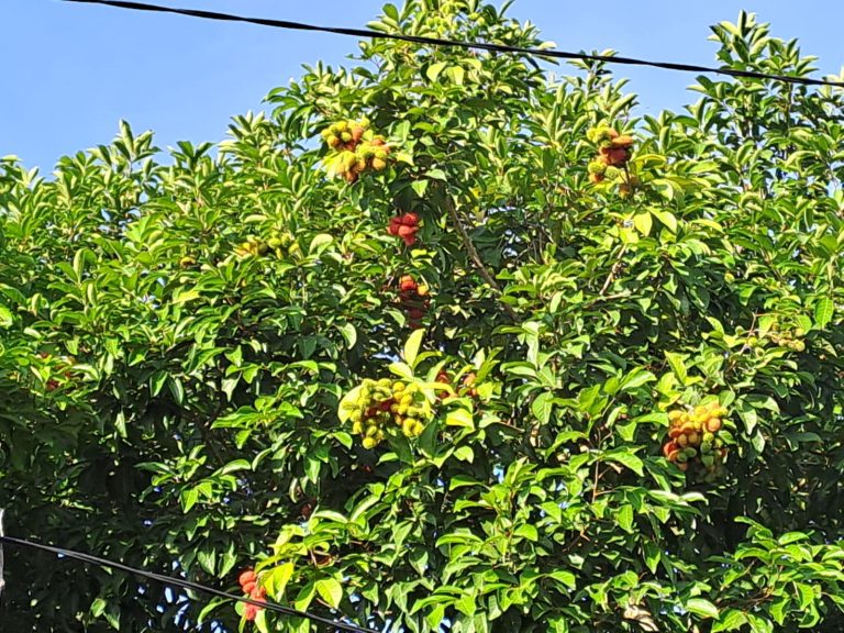 rambutan