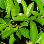 DAUN SIRSAK