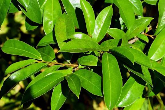 DAUN SIRSAK