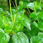Daun Sirih Cina