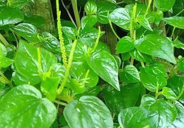 Daun Sirih Cina