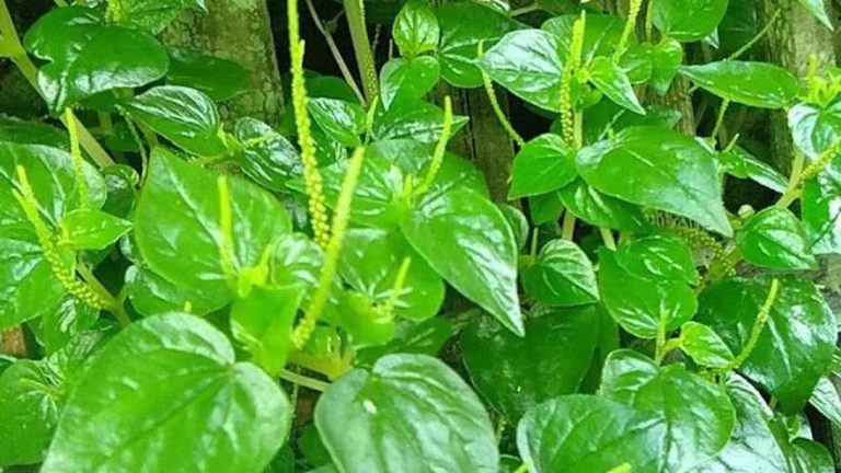 Daun Sirih Cina