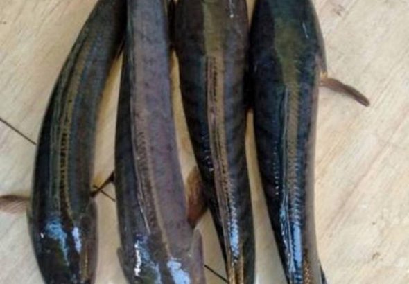 Ikan Gabus 3