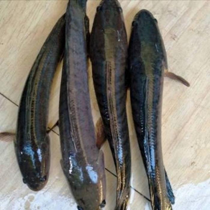 Ikan Gabus 3