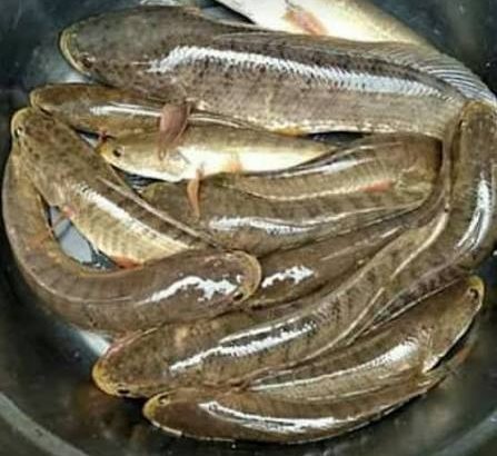 Ikan Gabus 4