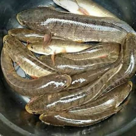 Ikan Gabus 4